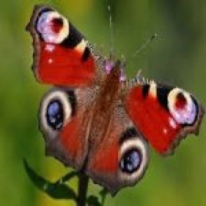 Butterfly 2