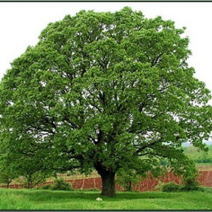 oak-bacva-pogachnik1-500