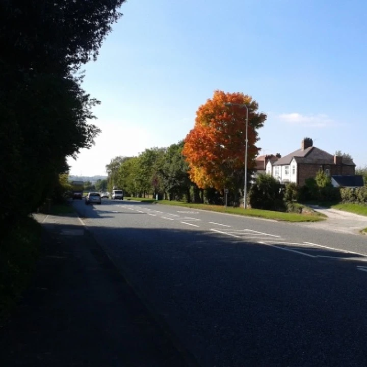 Autumn trees 1