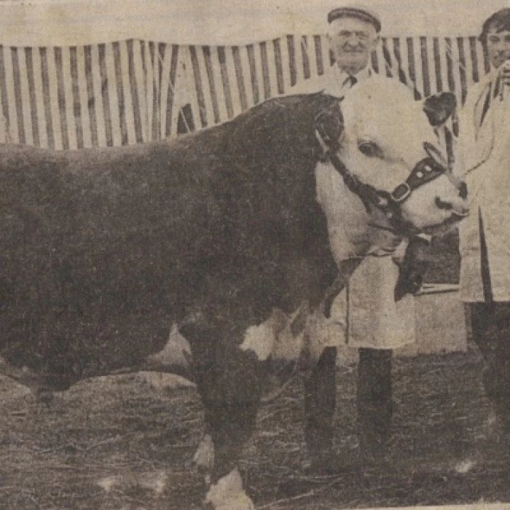 Bull