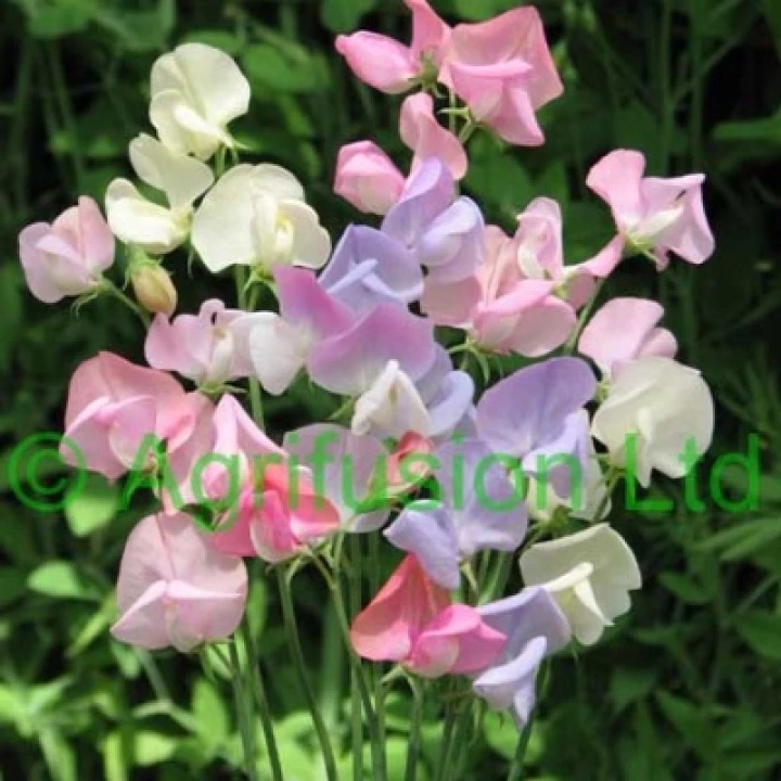 sweet_pea_heirloom_pastel_mix