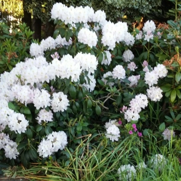 garden Flowers 5