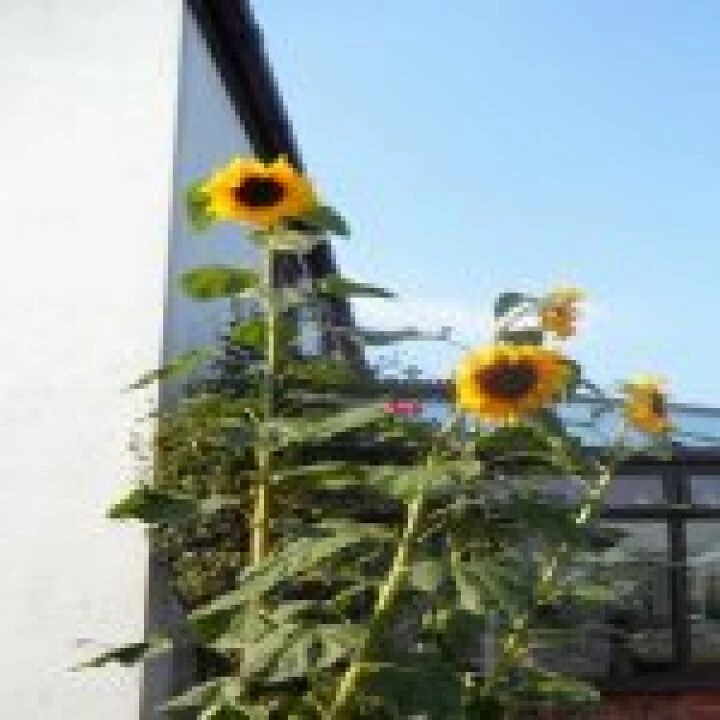 sunflowers -tall cropped