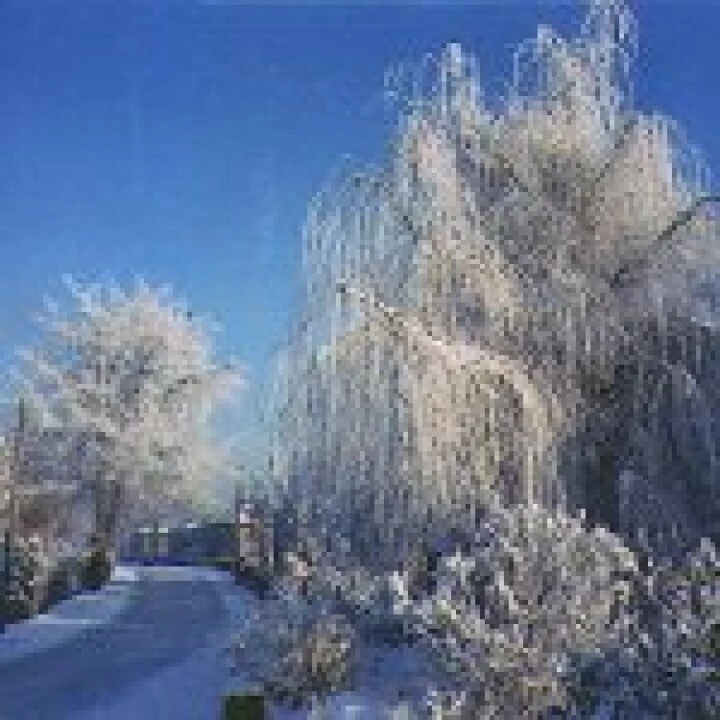 Tarvinwinter