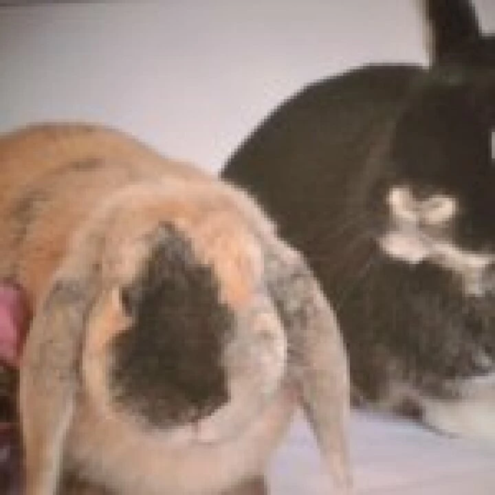 Rabbits