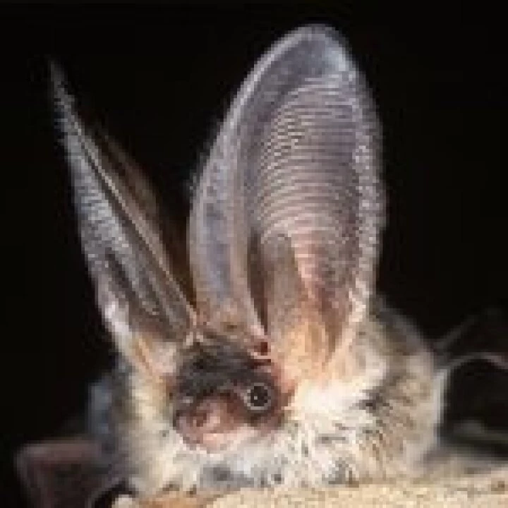 Bat image 03