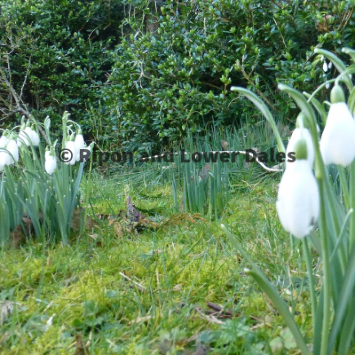 Snowdrops