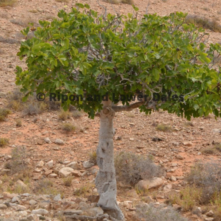 Fig tree