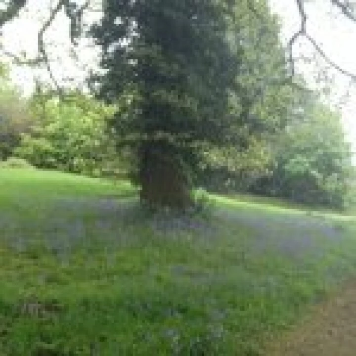 Bluebells