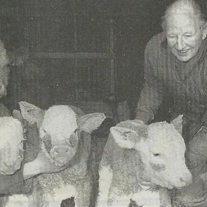Triplets at Hochenhull Farm Jan 1996 PhotoScan