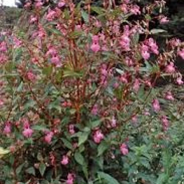 Balsam