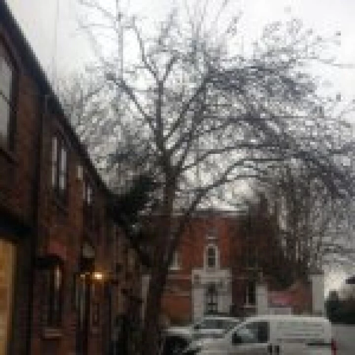 tree vert