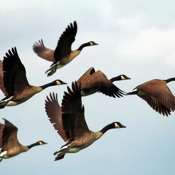 Geese, birds, flock