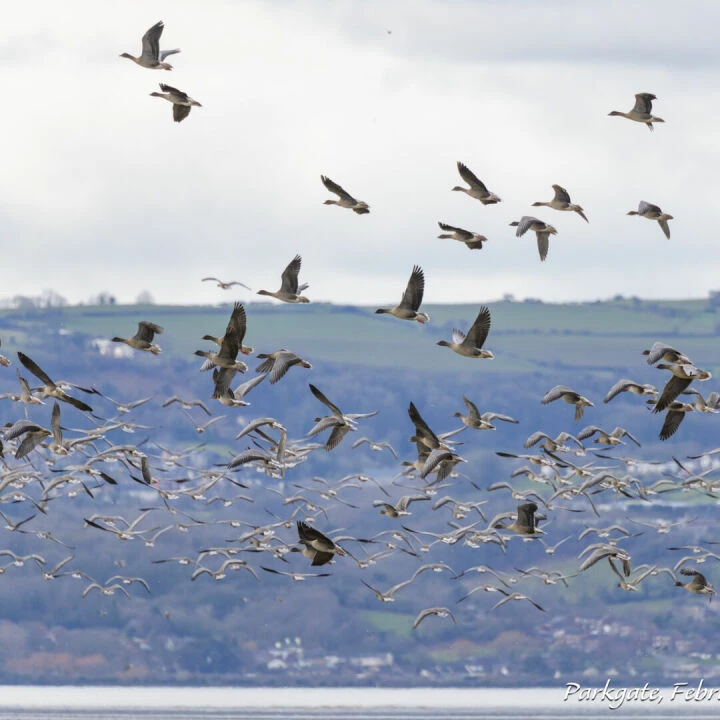 Restrictions to Tackle Bird Flu – Geese Flying