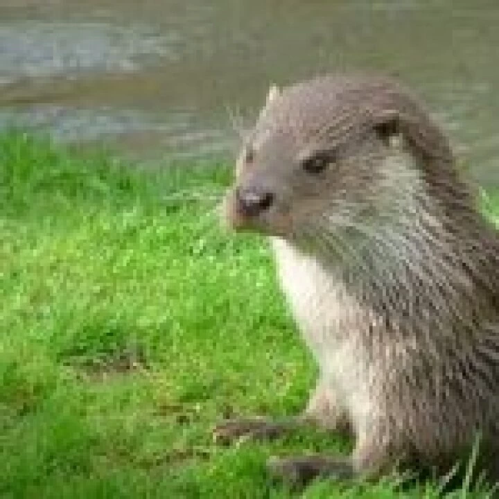 otter