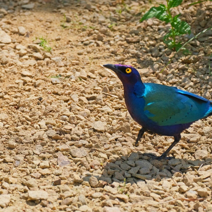 glossy starling