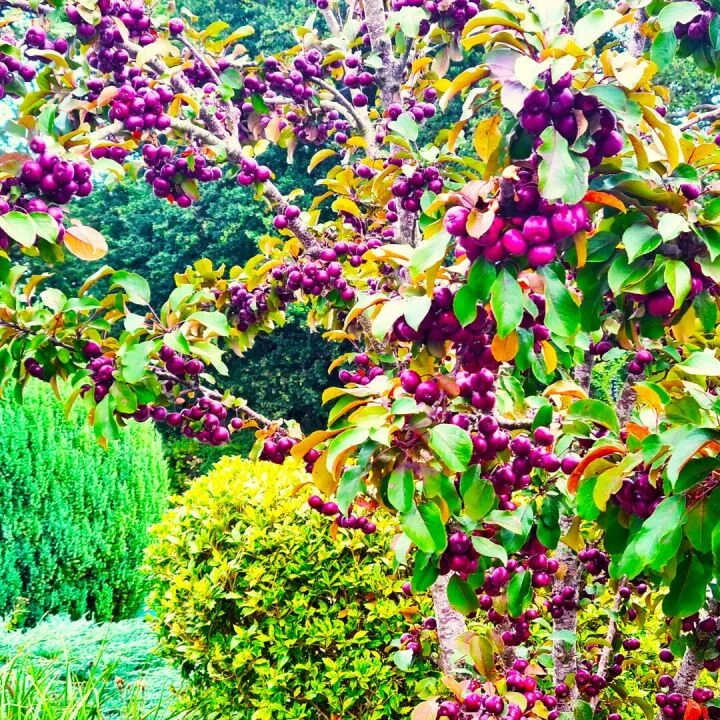 Crab Apple