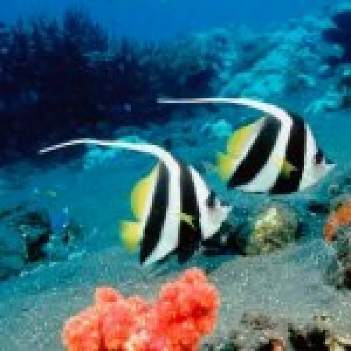 Fish