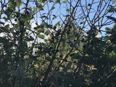 Sloes in the woodland