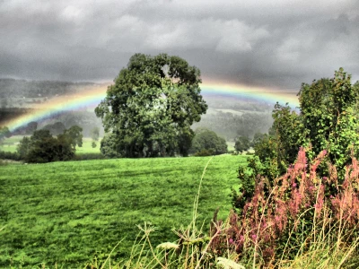 rainbow_wensleydale