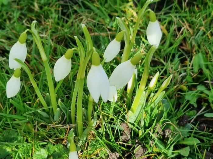 Signs of Springs – Snowdrops
