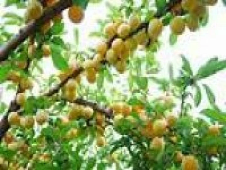 Fruit Tree