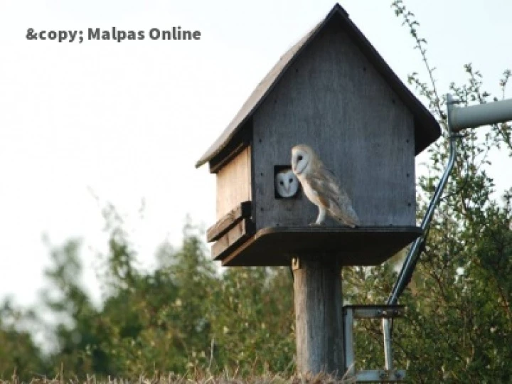 Barn Owl 2