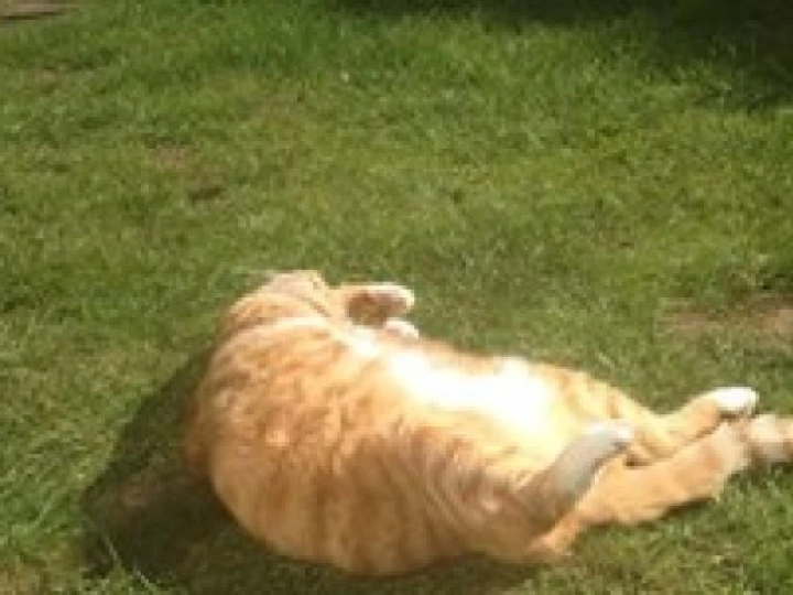 Garfield
