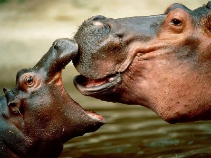 Hippo