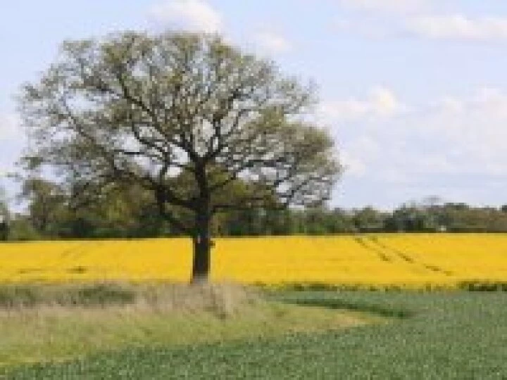 Fields Spring