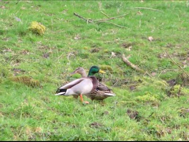 Mallard Ducks