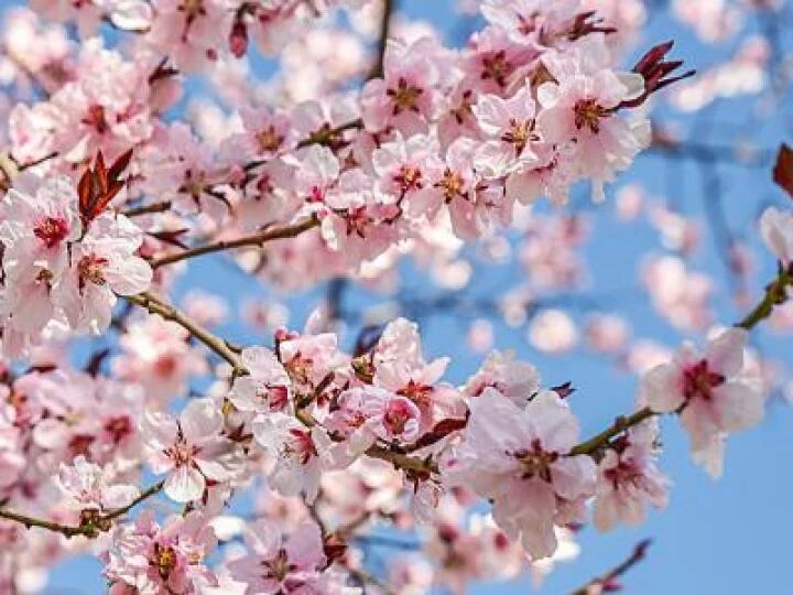 Spring Blossom