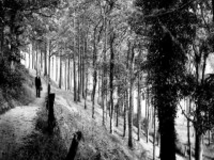 Minshull Wood