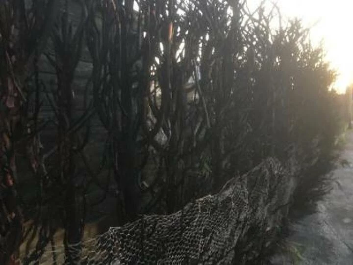 TCC Fire Damaged Hedge