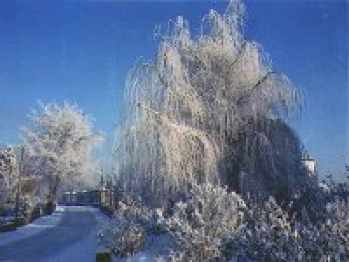 Tarvinwinter