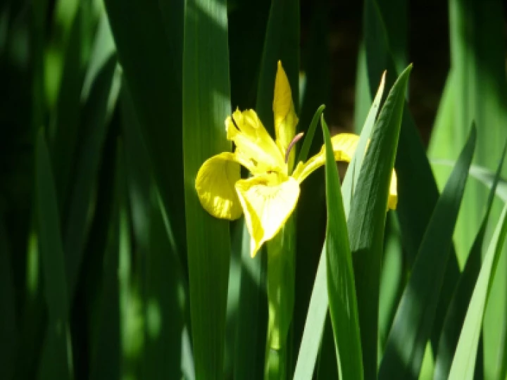 Single Flag Iris
