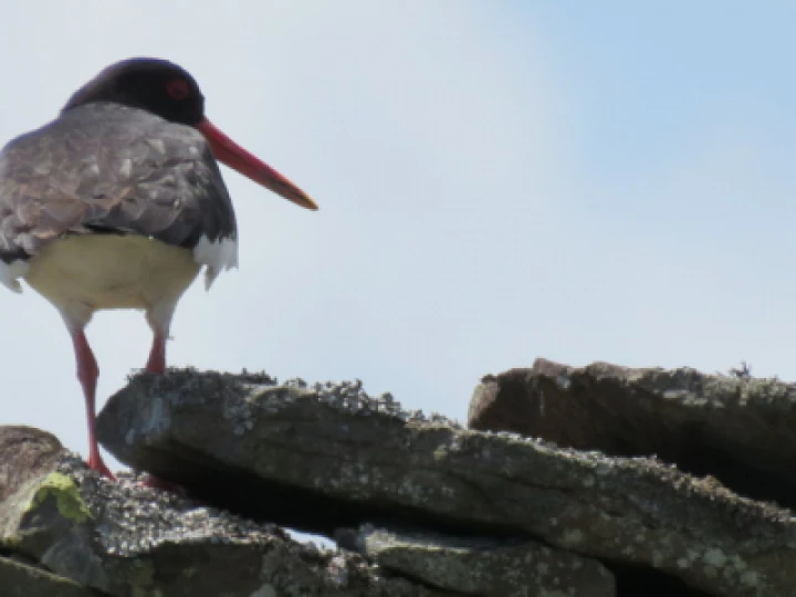 oystercatcher_stonewall