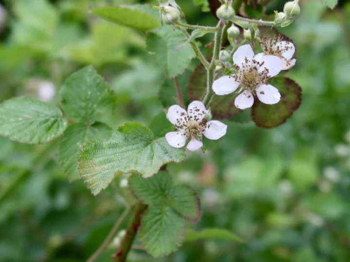 Flowers 2