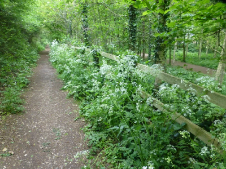 TCW Cow Parsley
