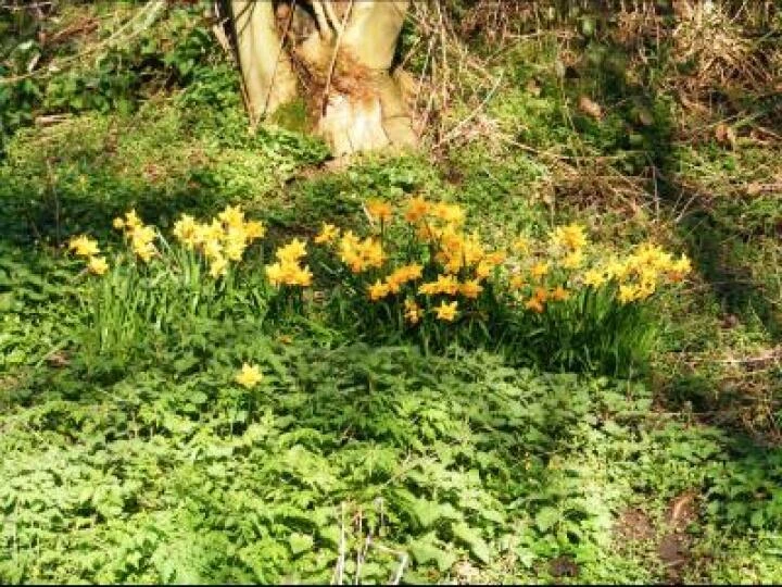 Spring Canal Scenes