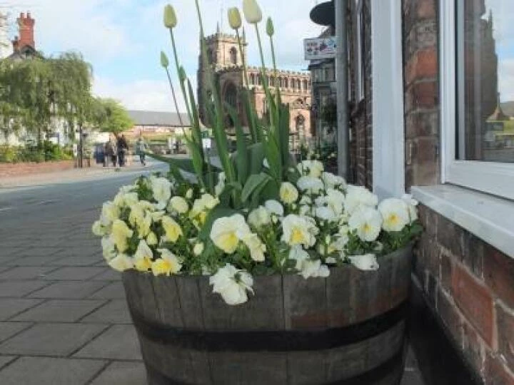 Spring Flowers