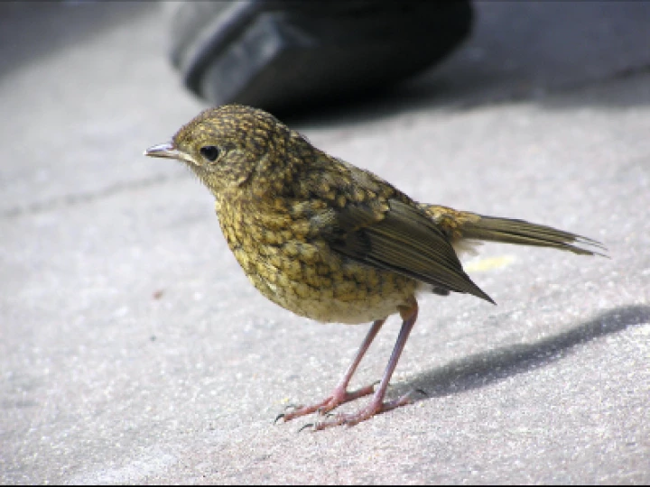 Juvenile Robin 12