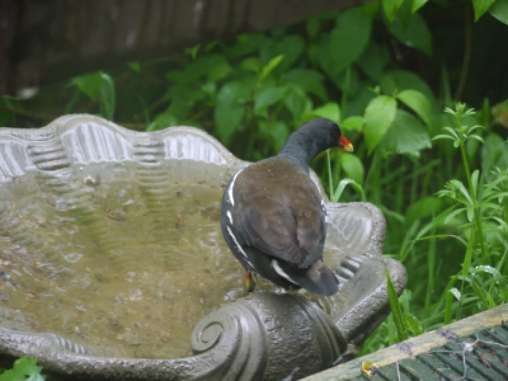 Moorhen