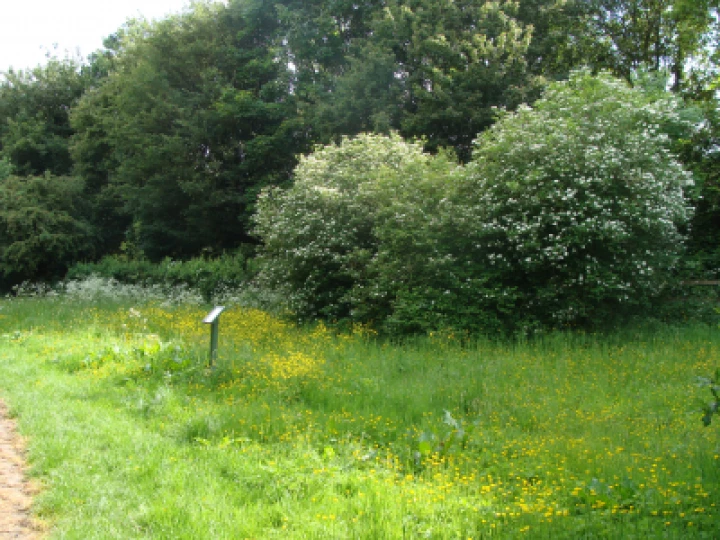 Buttercup Meadow