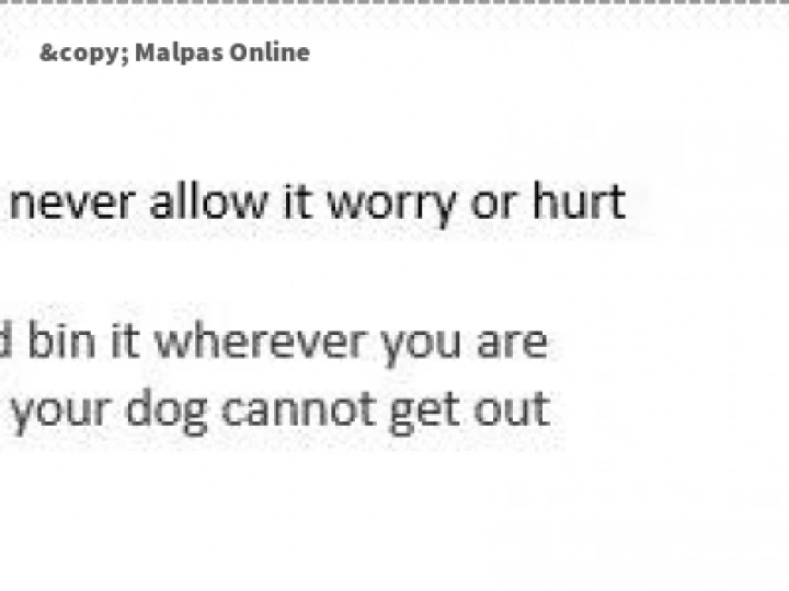 responsible dog owner