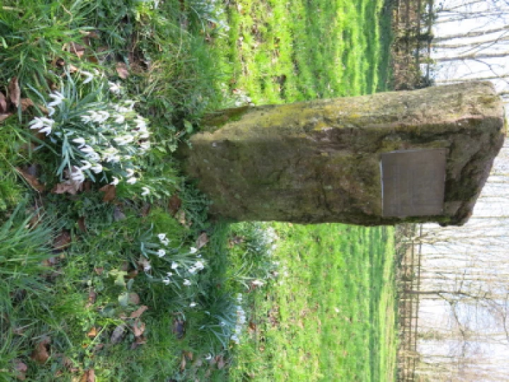 Snowdrops 2022 3