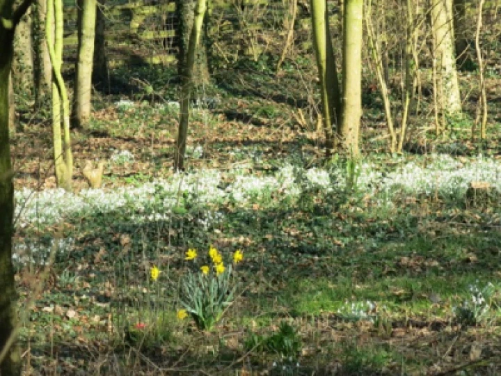 Snowdrops 2022 5