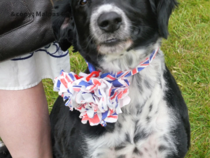 Dog show