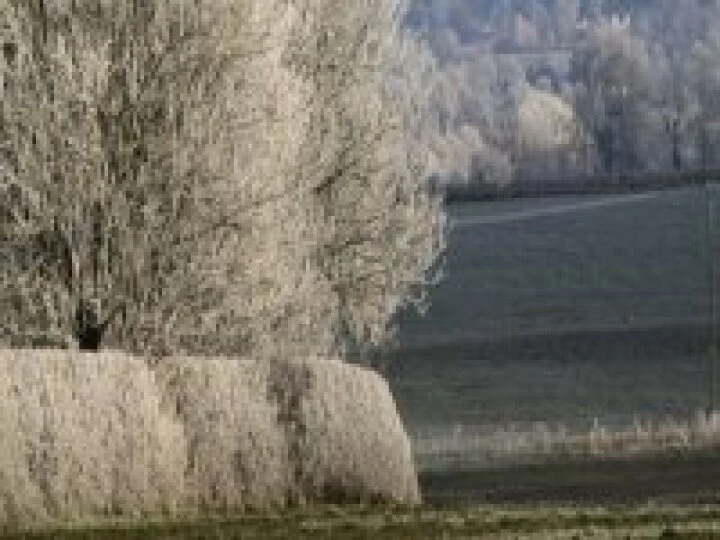 Frosty morning long