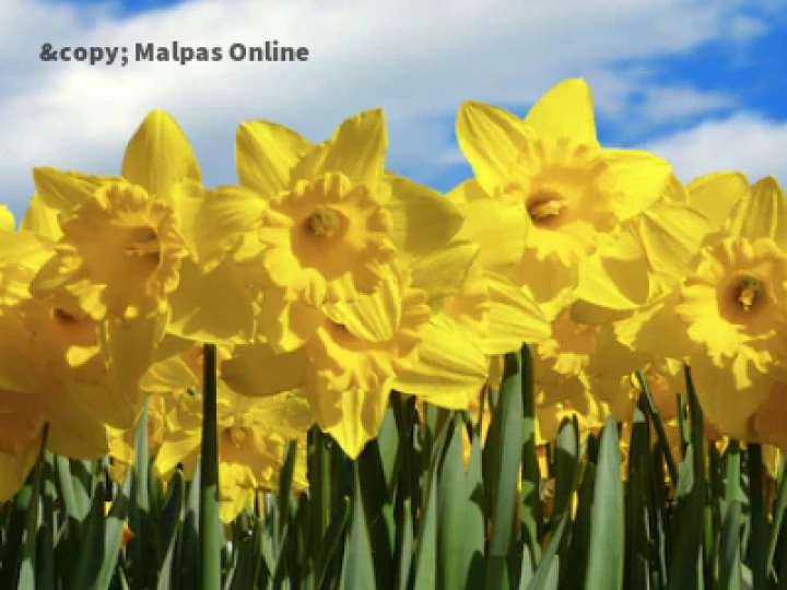 Daffodils